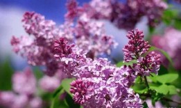 国产久丁香,传承与创新中的民族香氛传奇